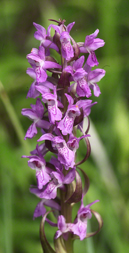 Dactylorhiza incarnata – Fleisch-Fingerwurz
